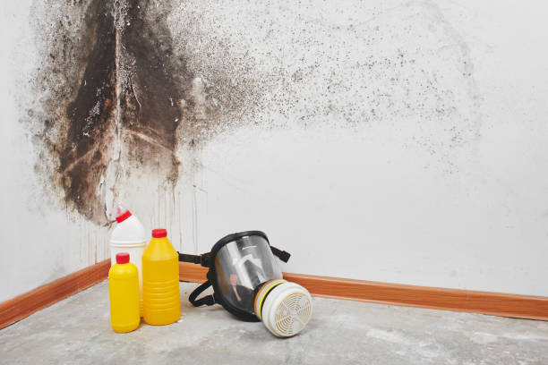 Attic Mold Removal in Walnut Cove, NC