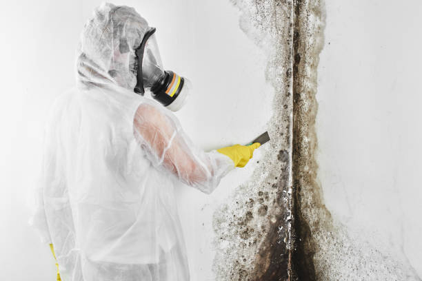 Best Commercial Mold Removal  in Walnut Cove, NC