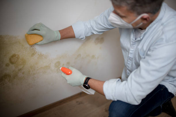 Best Mold Damage Repair  in Walnut Cove, NC