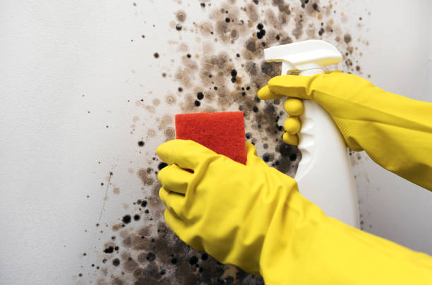 Best Mold Removal and Inspection  in Walnut Cove, NC
