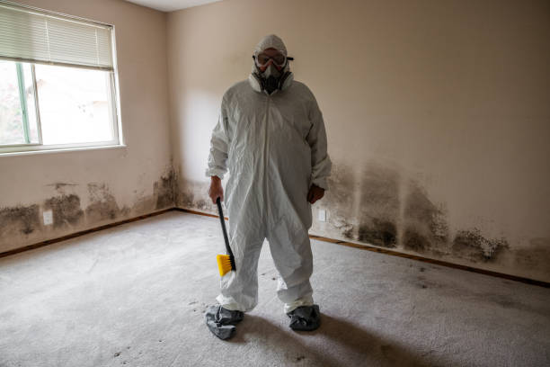 Best Certified Mold Removal  in Walnut Cove, NC