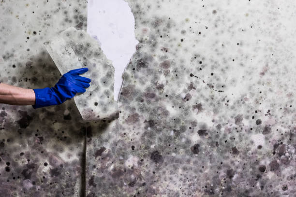Mold Removal and Inspection in Walnut Cove, NC